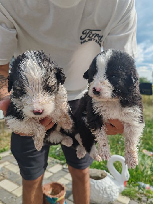 Cățeluși spre adopție