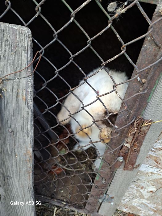 Продам кроликов!