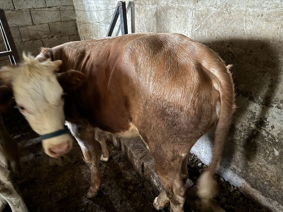 Продам телочку домашний отел