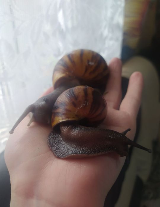 Улитки ахатины и архахатины