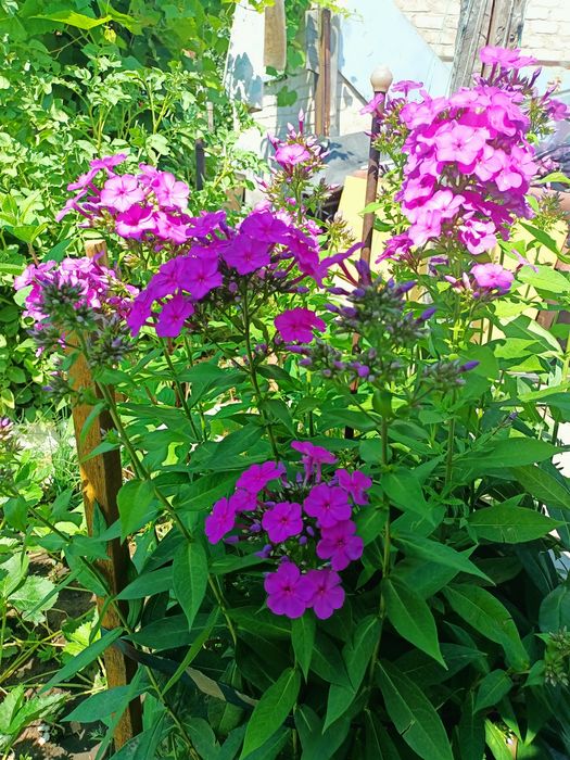 Продам  флоксы многолетние