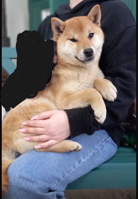 Потерялась  собака