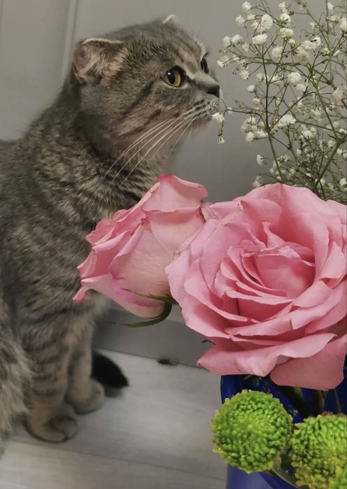 Взрослая вислоухая кошечка