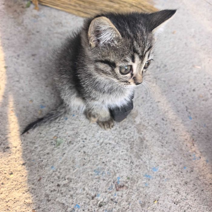 Кошки котята в добрые руки