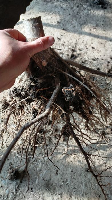 Павловния тамыр каламша павлония