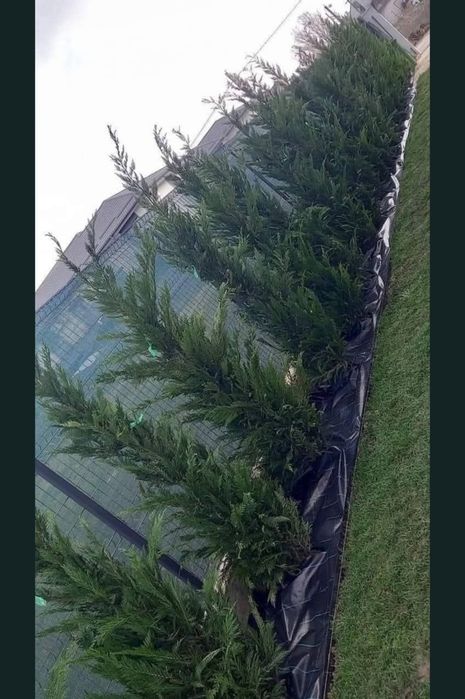 Chiparos Leylandii GIGANT - 2.20m+ (Ofertă: 180 Lei) ​Vând Chiparo