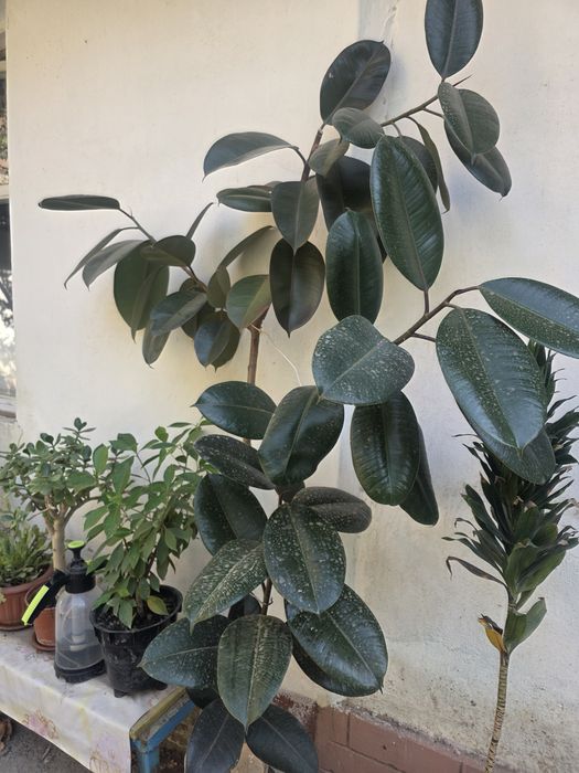 Цветы домашние для офиса, школы, садика.