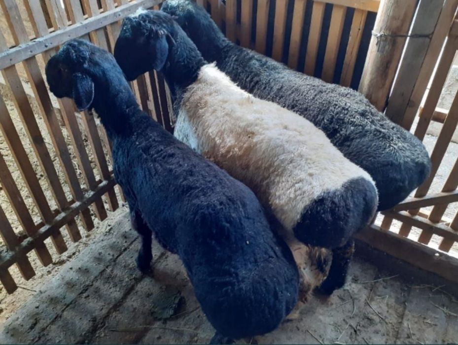 Семиз багылган койлар токтылар