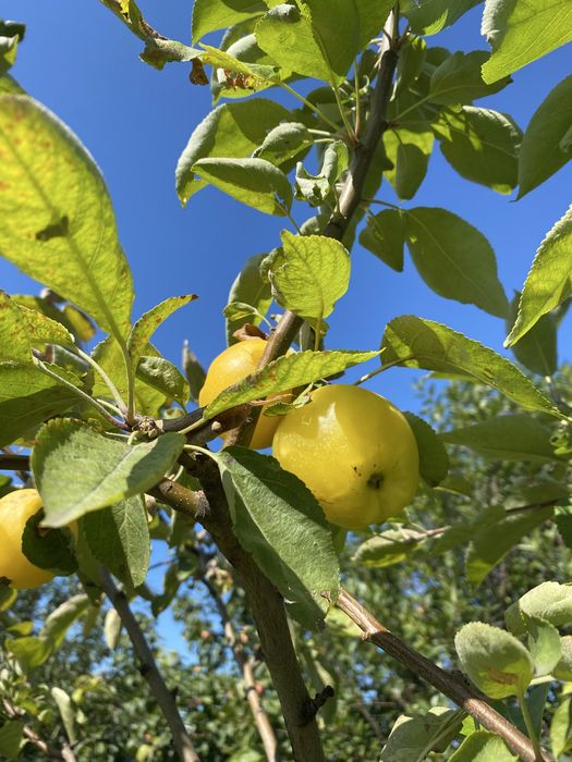 Продам  частный дом