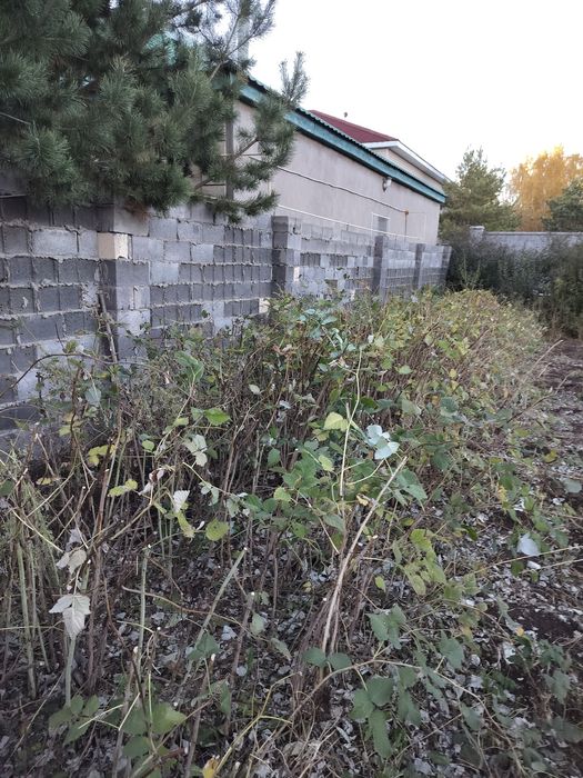 Продается саженцы малины и клубника