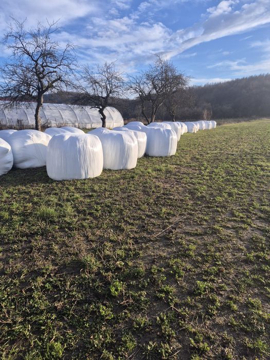 Baloti rotunzi lucerna 120x120 infoliati