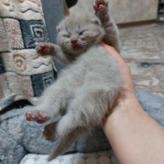 Бронирование котят шатландской пароды лиловый окрас окрас