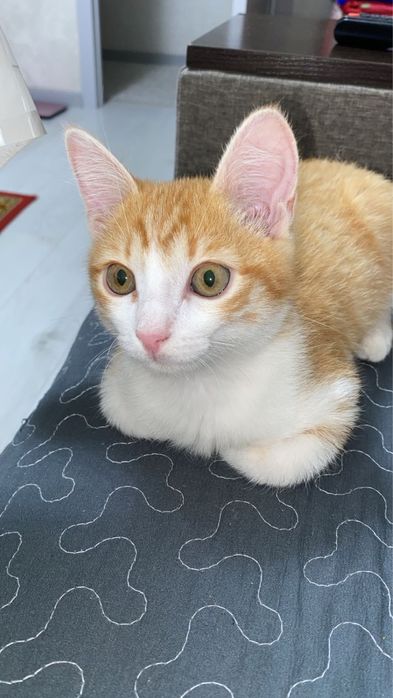 Котик кошка красивый