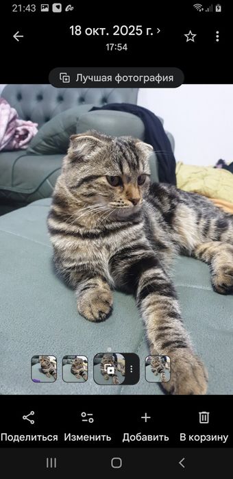 Отдам кошку с котятами