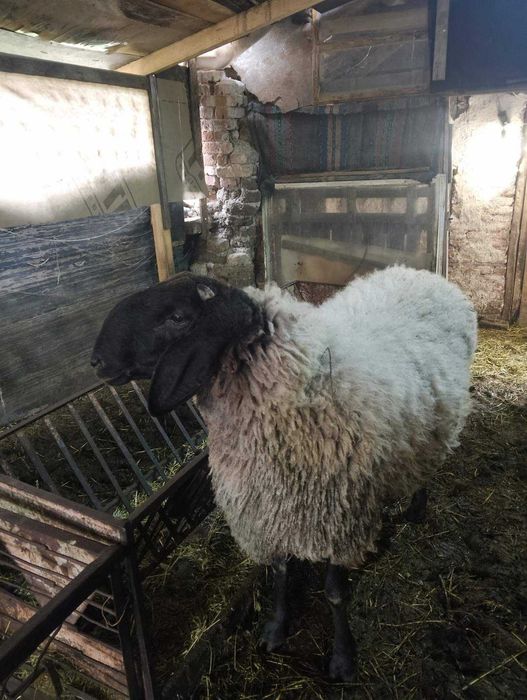 Продавам черноглав коч