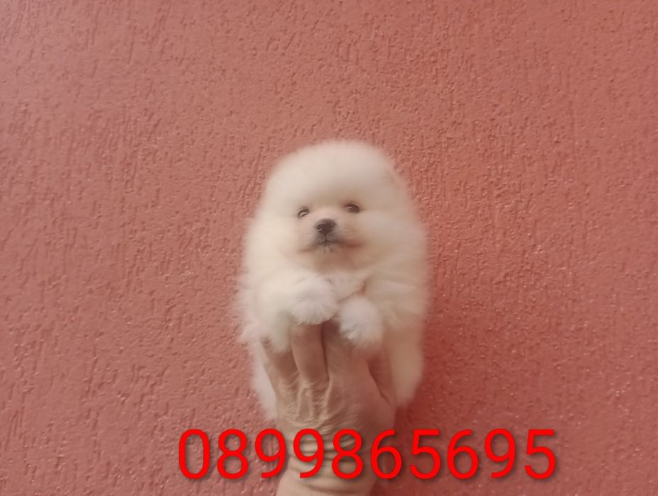 Момиченце. Померан. Реални снимки!