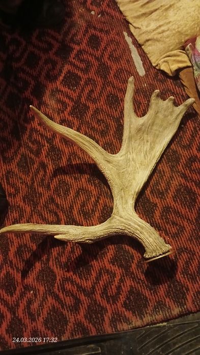 Срочно рога оленя Декор коллекции