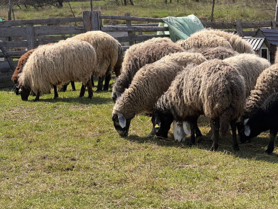 Vand oi karacul cu sulfok
