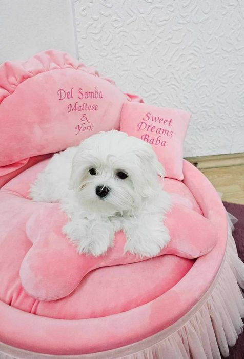 Bichon Maltez, Bichon Maltese cu Pedigree, Maltez Mini