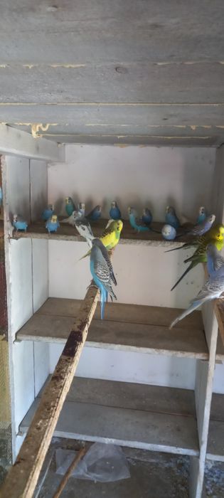 Pui peruși de vînzare