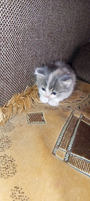 Отдам котенка в добрые руки
