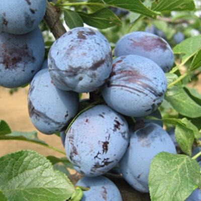 Pomi fructiferi și arbuști