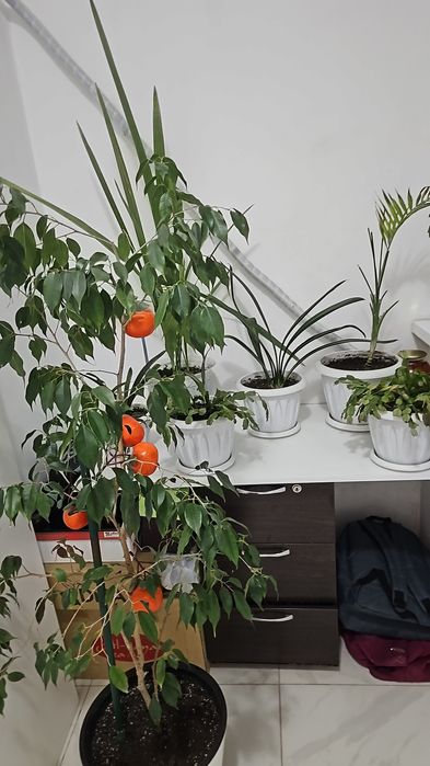 Комнатные растения