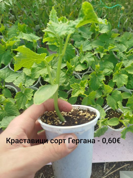 Разсад Чери Домати и краставици