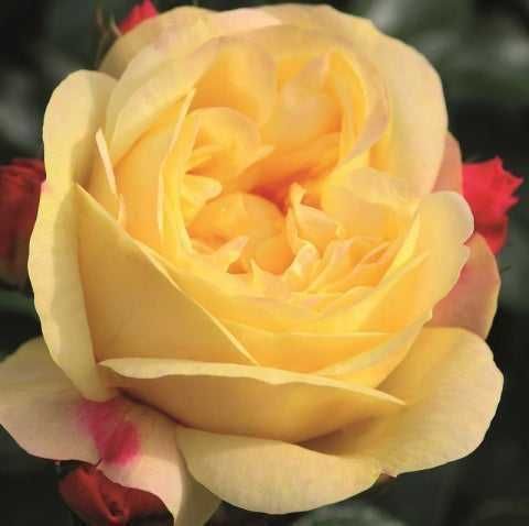 Butas (Răsad) de Trandafir  soi Ascot - rosu, Mauritia - roz, , Lampion-galben, Aqurell - roz galben, pt plantat