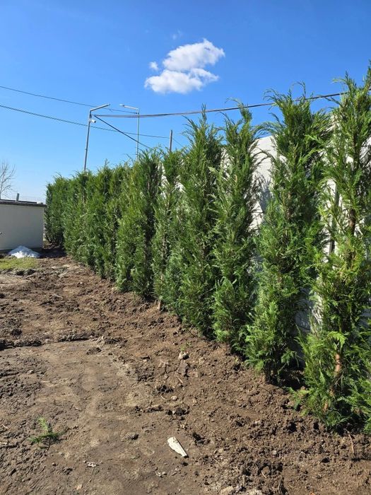 Vând tuia leylandii chiparos la oferta 100 lei buc livrare gratuita