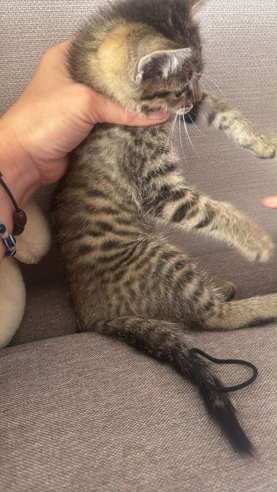 Котейку бесплатно