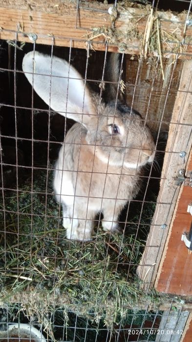 Прадам кралоф рабочих