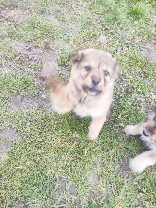 Donez 6 cățeluși drăgălași