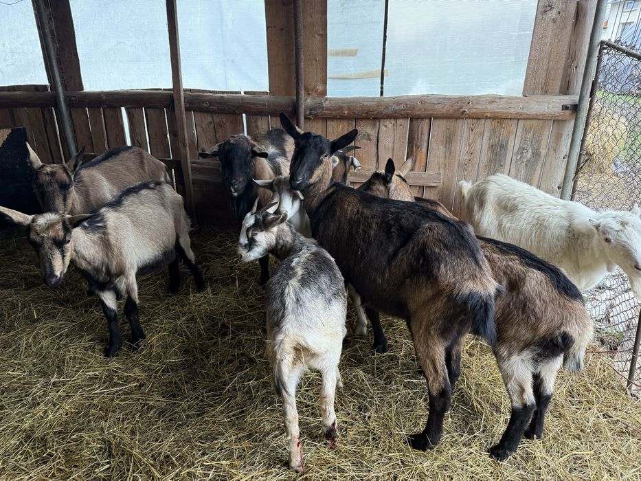 Vand 2 capre si 4 iedute