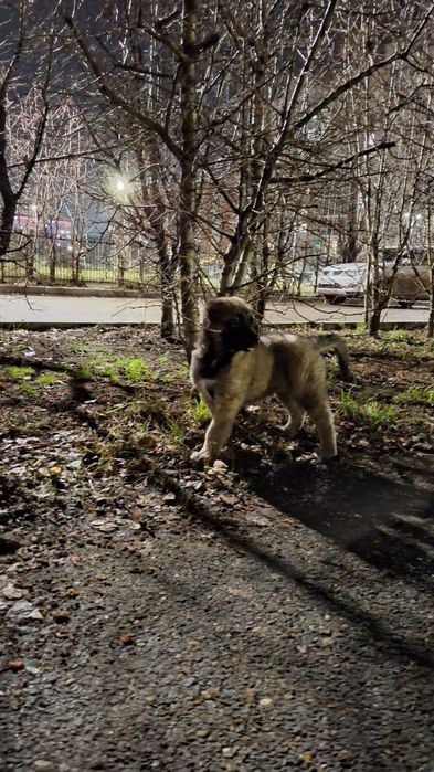 порода САО, ( девочка ) возраст 3,5 мес.