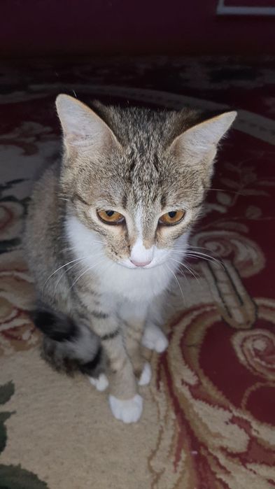 Yaxshi qizbola mushuk