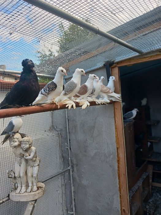 Немски щитни чайки