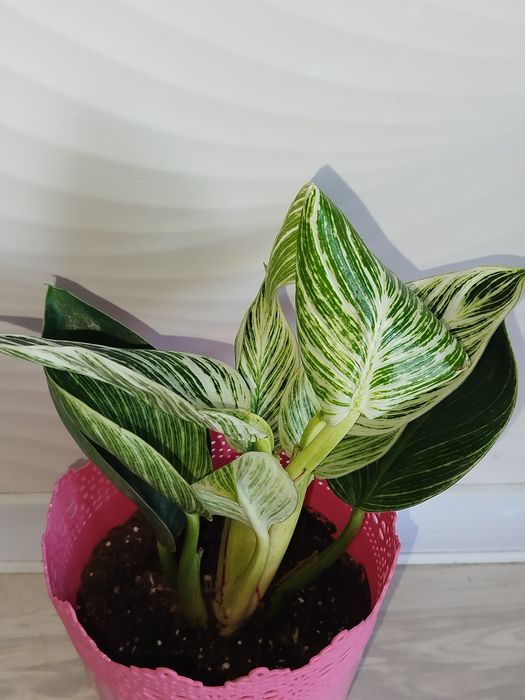 Feladendron Birkin