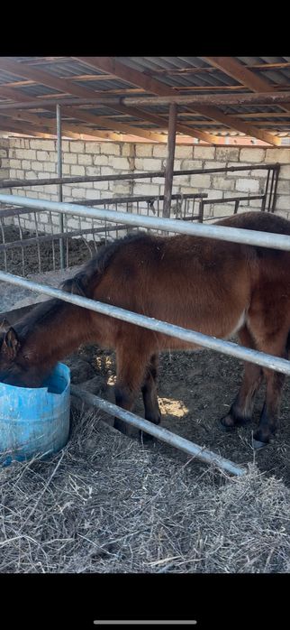 Срочно продам лошодей