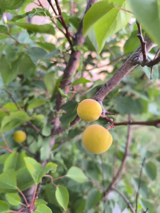 Продам дом в г. Костанай ж..м. Дружба