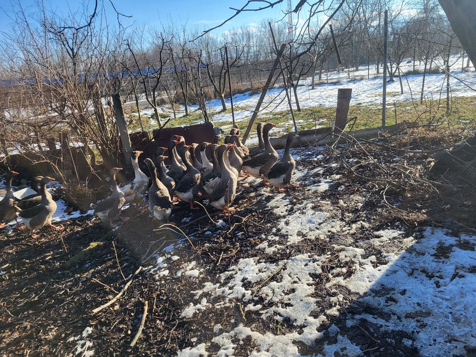 Vând gaste tinere de taiat sau de tinut