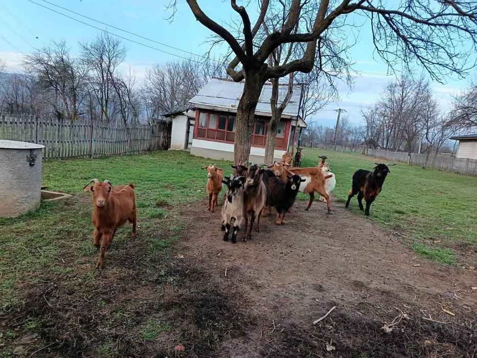 Vand 6 capre si un tap