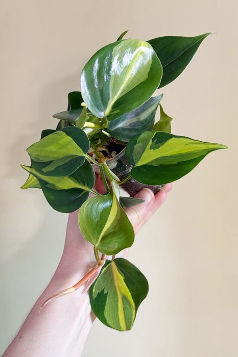 Сциндапсус пиктус треби, филодендрон бразил