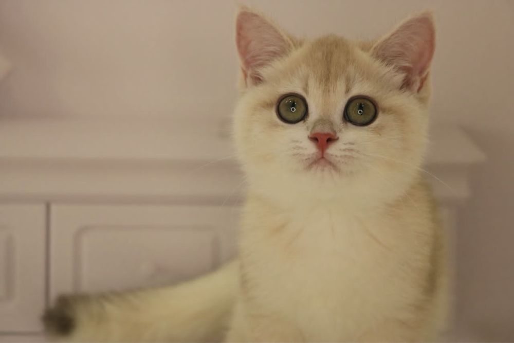 Девочка ау12 британка