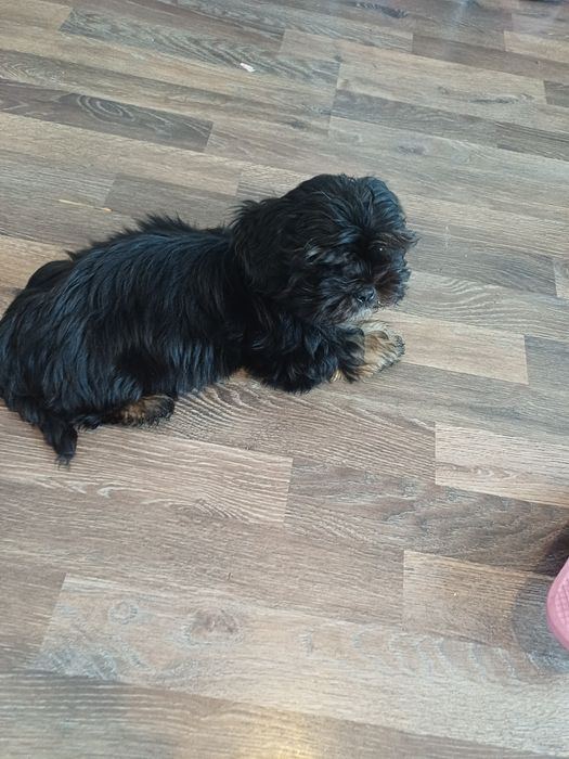 Jucarie shih tzu vie 3luni