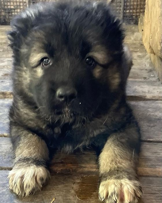 Щенки кавказской овчарки