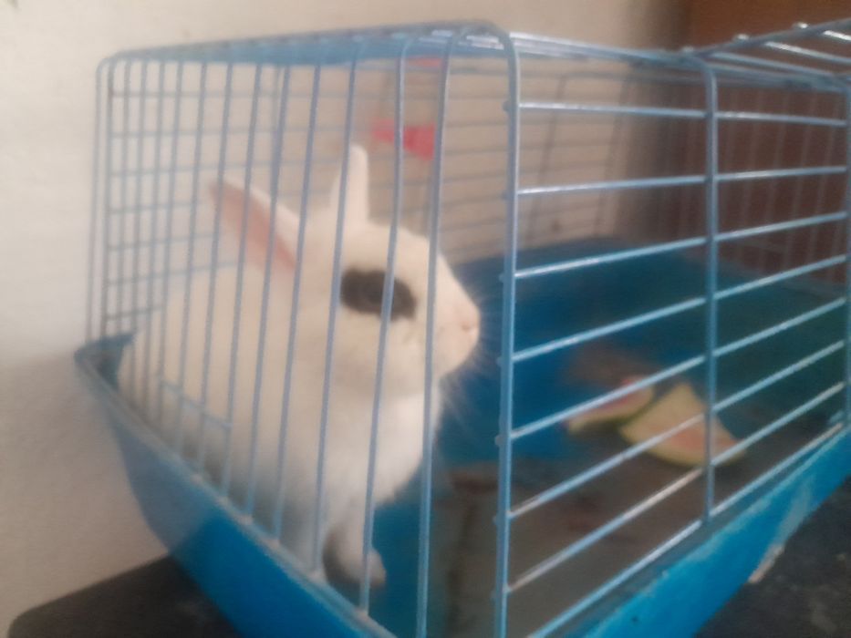 Домашний кролик пол мальчик