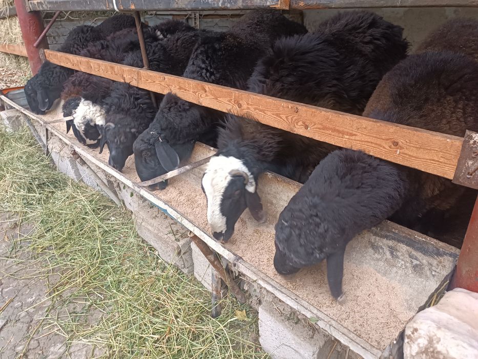 Qòchqorlar sotiladi 14ta boqilyotgan