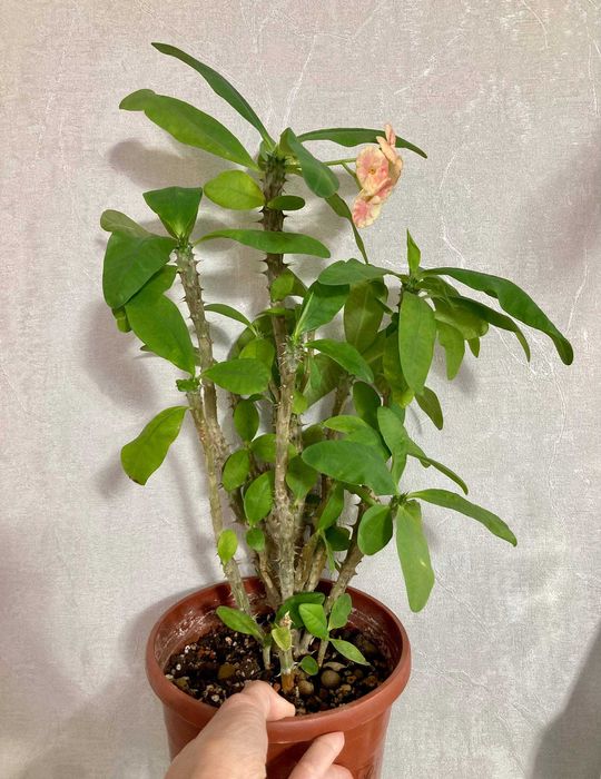 Молочай крупноцветковый, большой