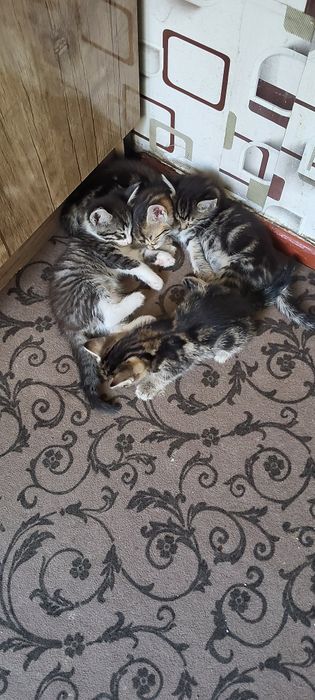 Отдам котят в хорошие руки
